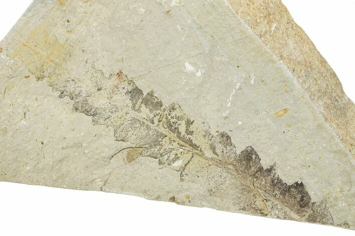 Fossil Leaf - France #254295